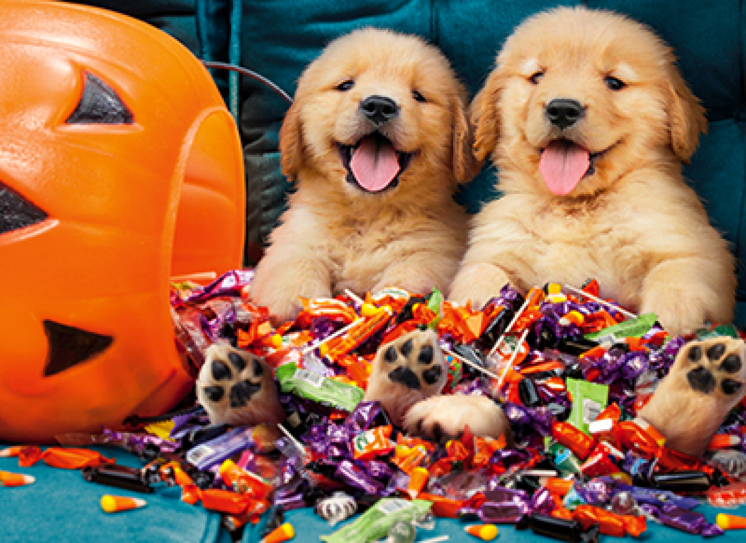 slide 1 of 1, Avanti Golden Puppies In Candy Pile, 1 ct