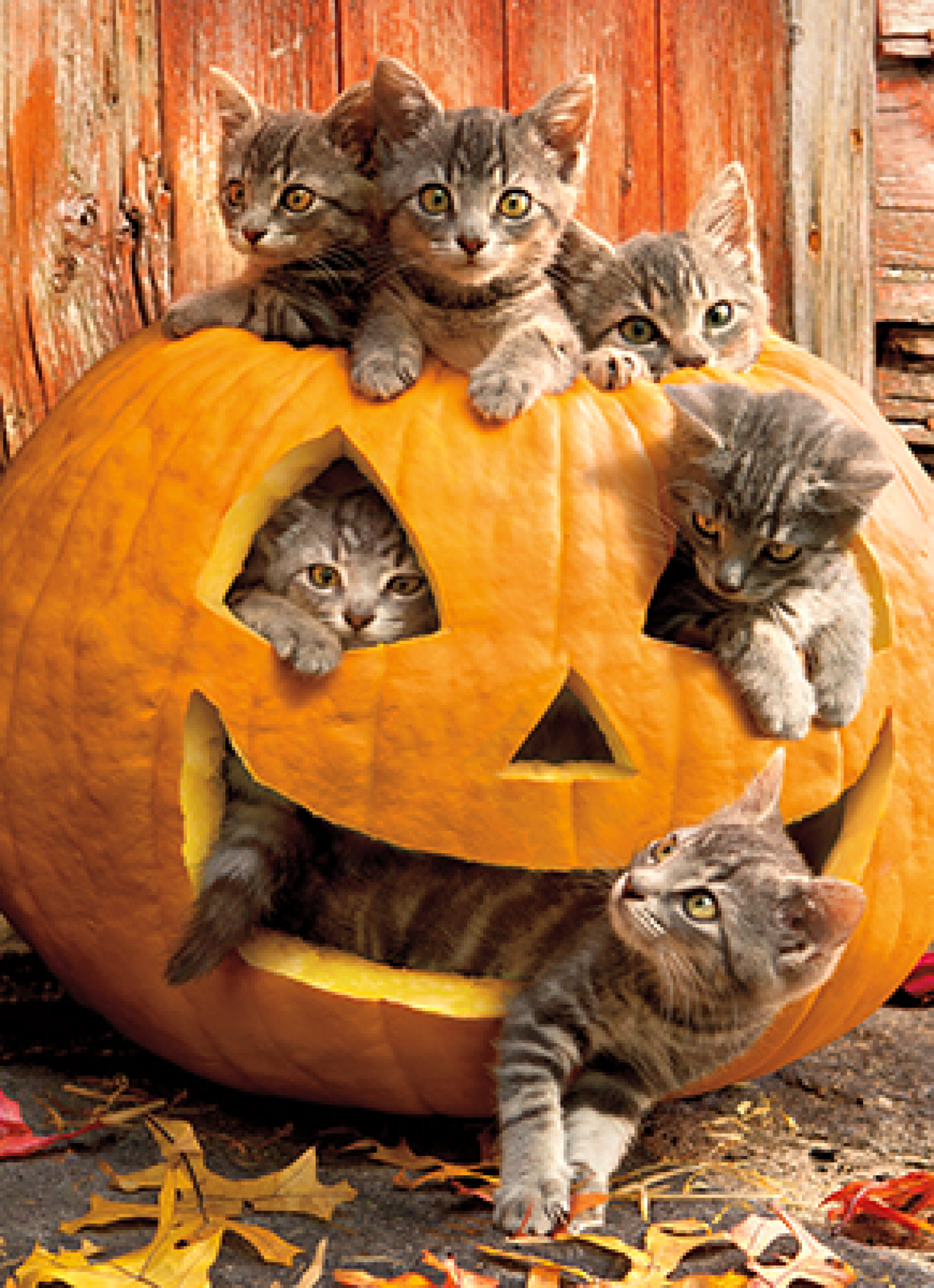 slide 1 of 1, Avanti Press, I Kittens In Jack O Lantern, 1 ct