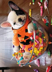 Avanti Halloween Candy Bowl Puppy