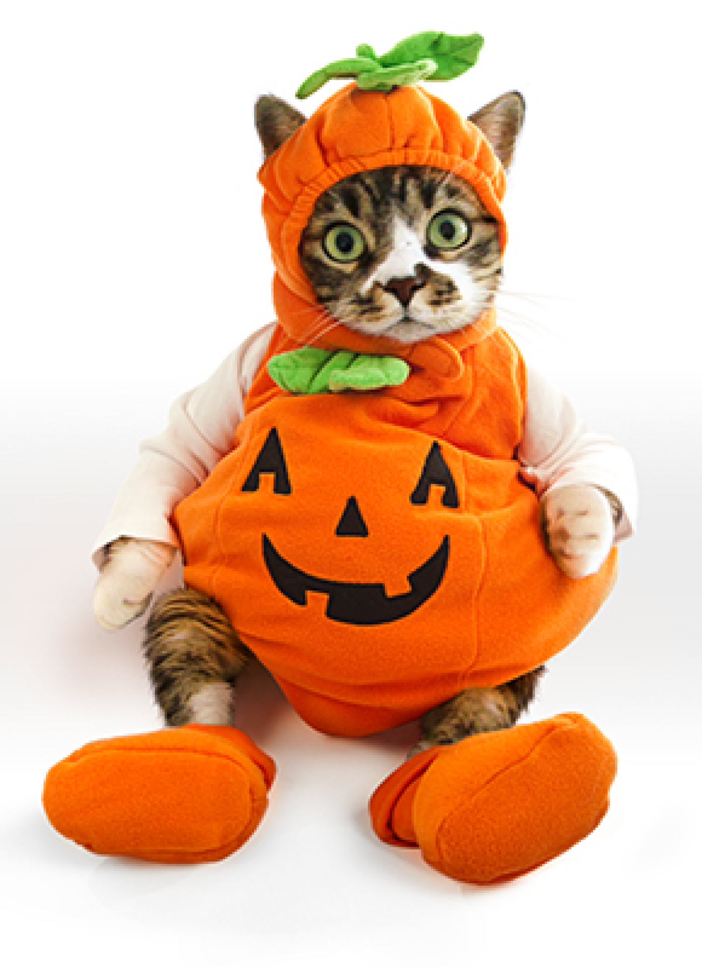 slide 1 of 1, Avanti Kitten In Pumkin Costume, 1 ct