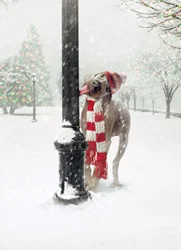 Avanti Card Boxed Christmas Dog Tongue S