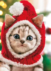 Avanti Card Boxed Christmas Kitten Knit