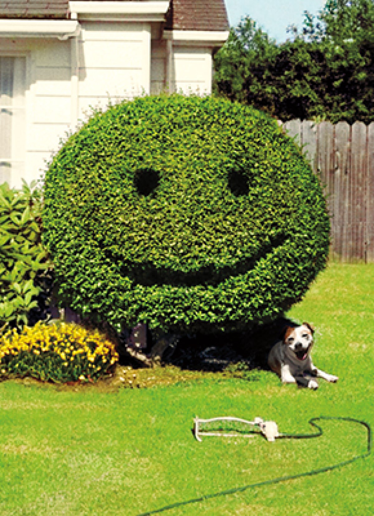 slide 1 of 1, Avanti Card New Home Happy Hedge Shrub, 1 ct