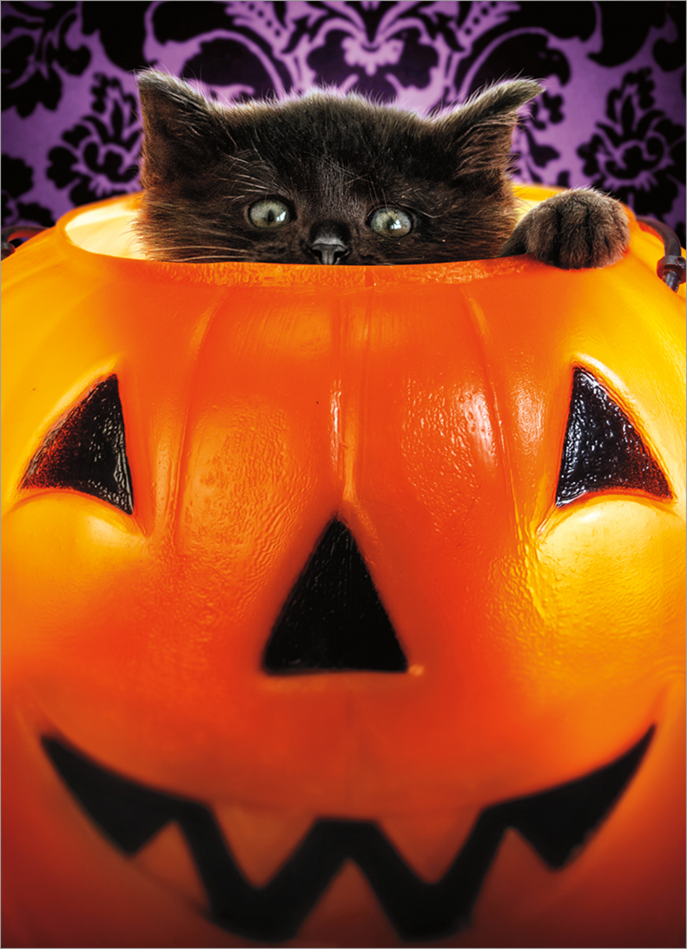 slide 1 of 1, Avanti Press, I Kitten In Pumpkin Bucket, 1 ct