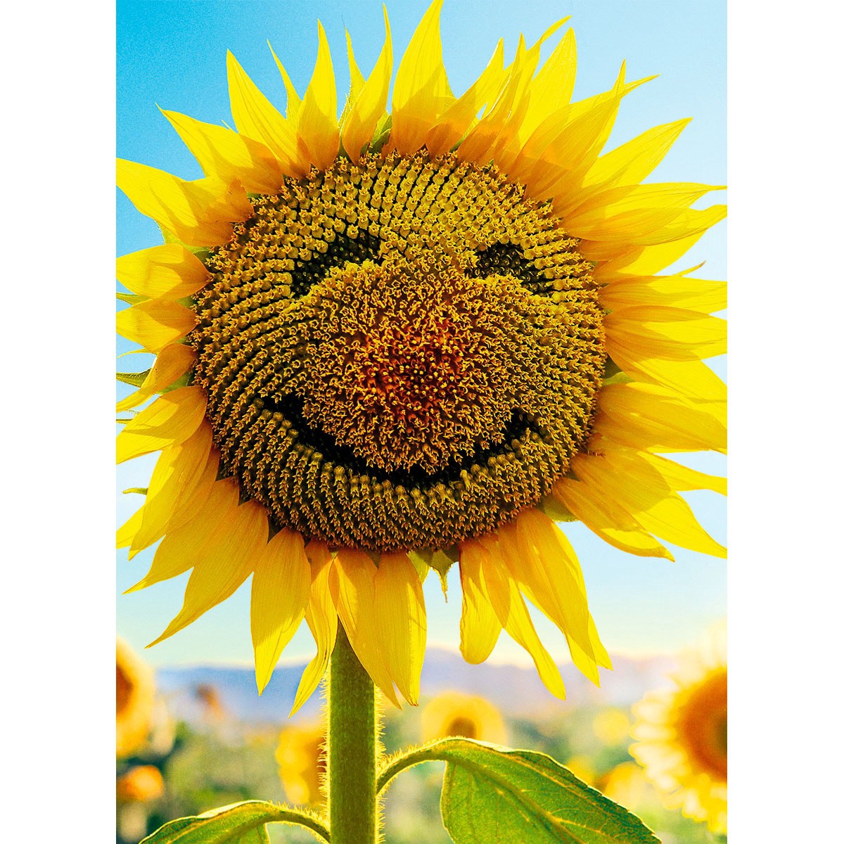 slide 1 of 1, Avanti Card Blank Sunflower Face, 1 ct