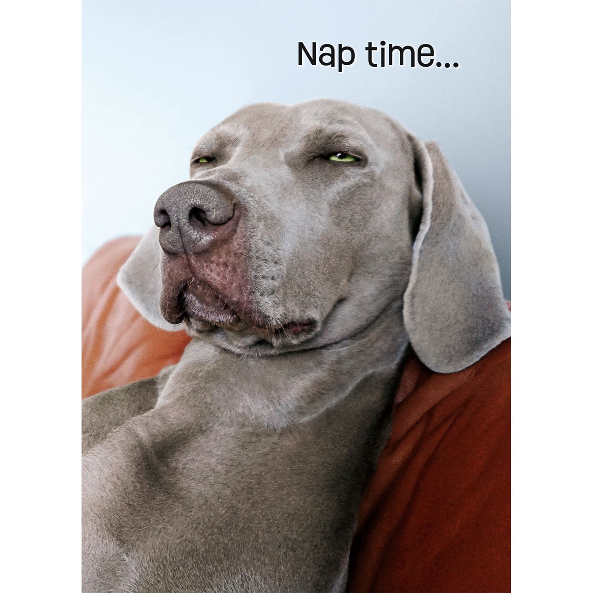 slide 1 of 1, Avanti Press Squinting Weimaraner, 1 ct