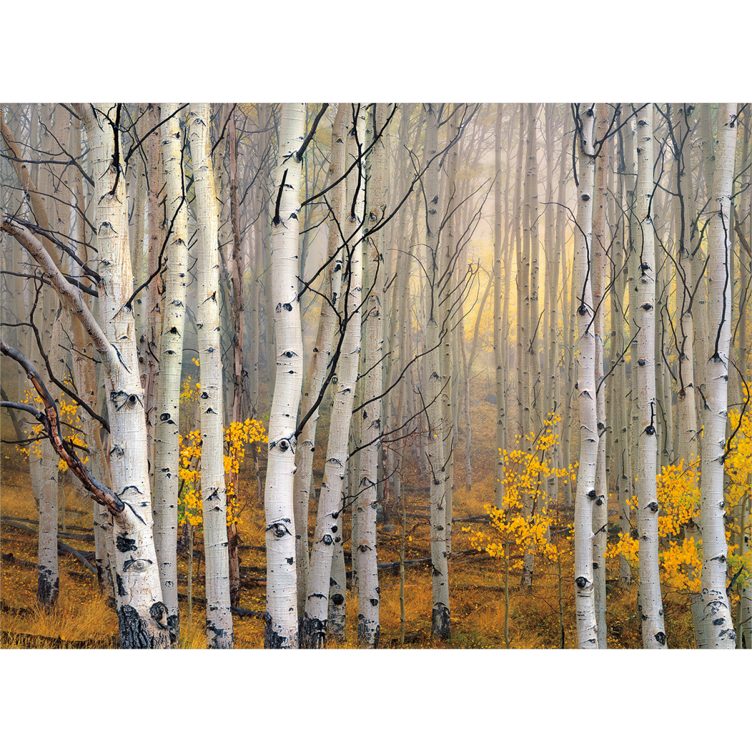 slide 1 of 1, Avanti Card Sympathy Aspen Trees, 1 ct