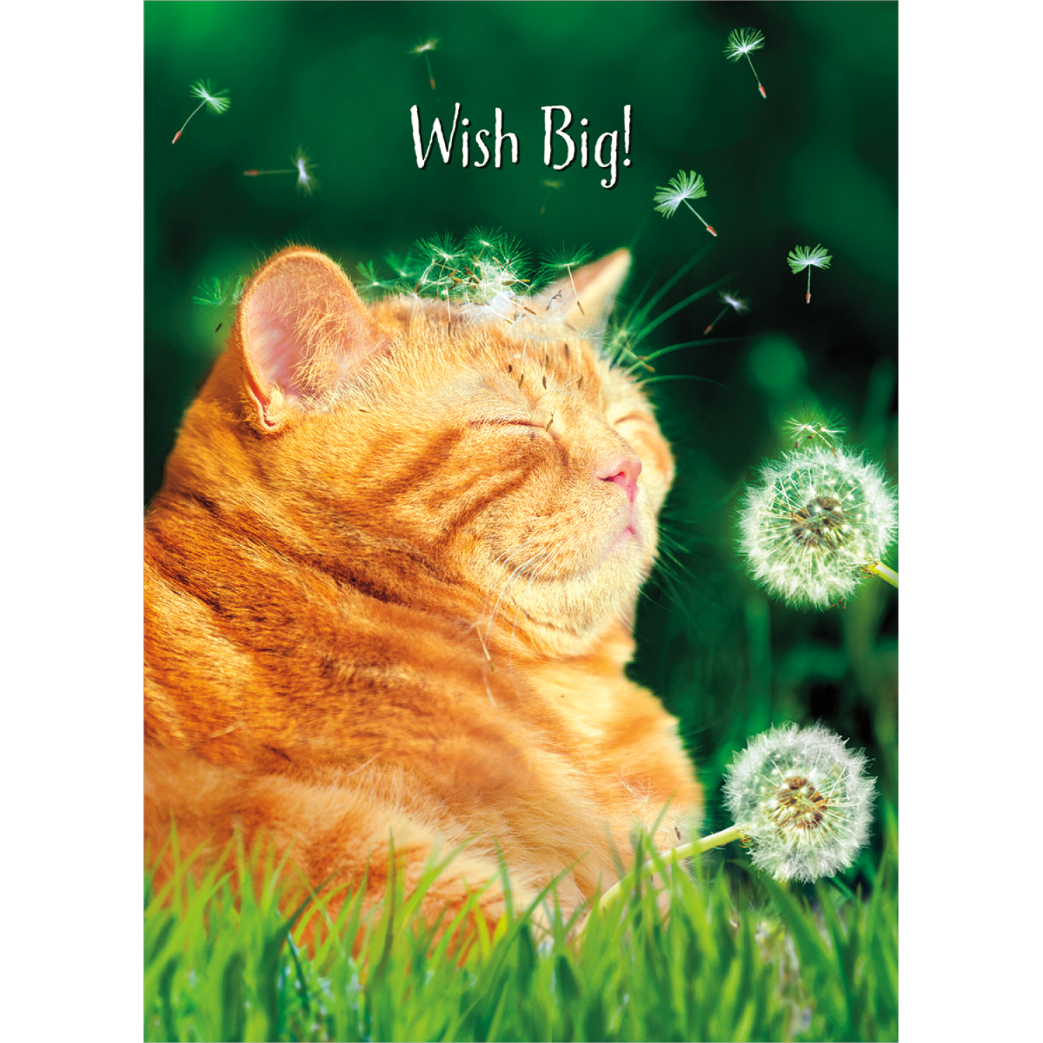 slide 1 of 1, Avanti Card Birthday Cat Dandelion Fuzz Face, 1 ct
