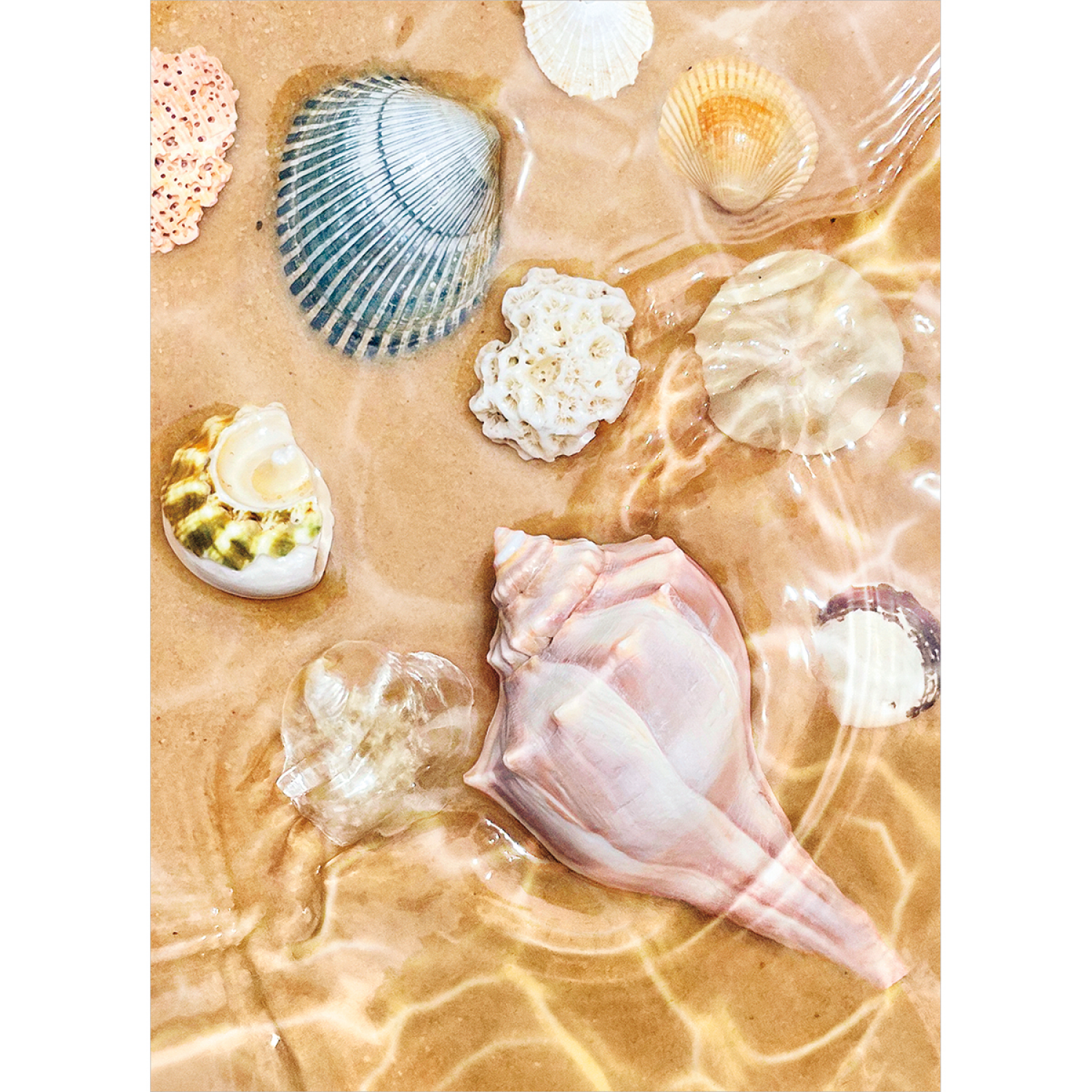slide 1 of 1, Avanti Card Blank Seashell Collage, 1 ct