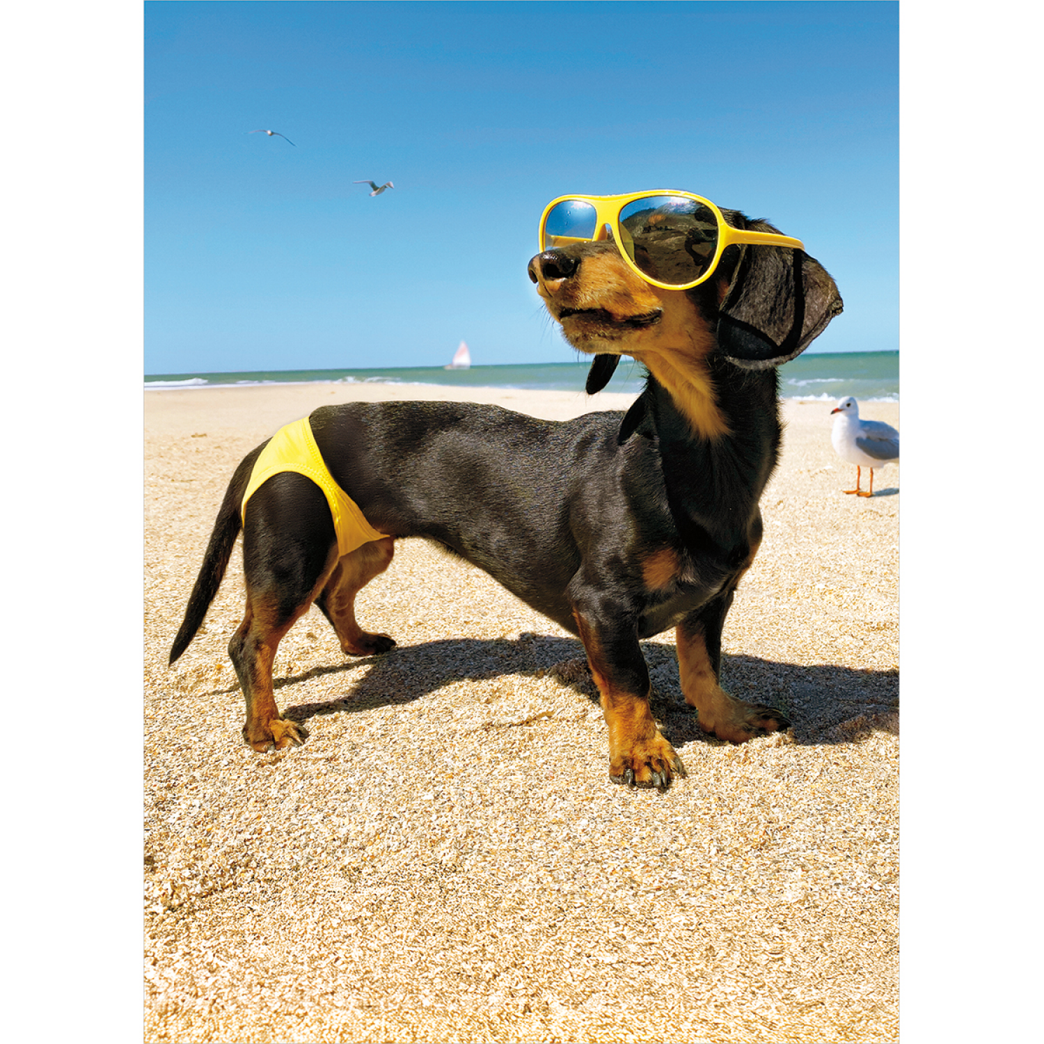 slide 1 of 1, Avanti Card Birthday Dog Bathing Suit AV, 1 ct