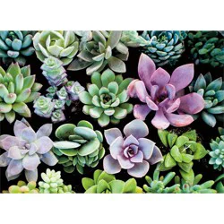 Avanti Flowering Cacti (Hens And Chicks) Blank Card, 4 In X 6 In, 1 Ct