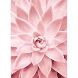 Avanti Pink Succulent Close Up Blank Card, 4 In X 6 In, 1 Ct