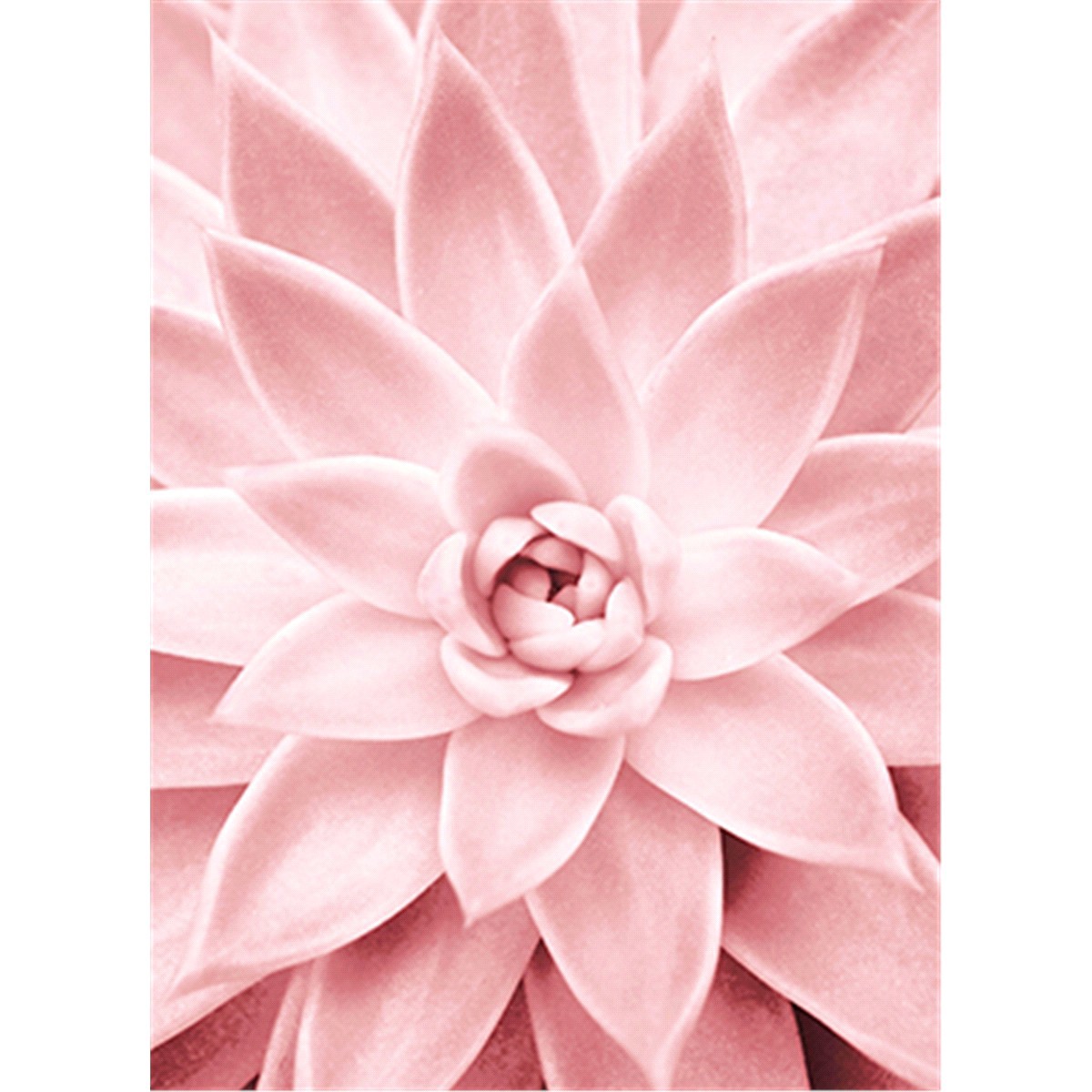 slide 1 of 1, Avanti Press Pink Succulent Close Up, 1 ct