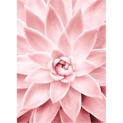 Avanti Press Pink Succulent Close Up