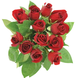 Northgate Dozen Roses Red