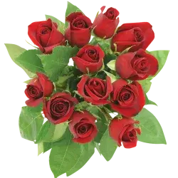 Northgate Dozen Roses Red