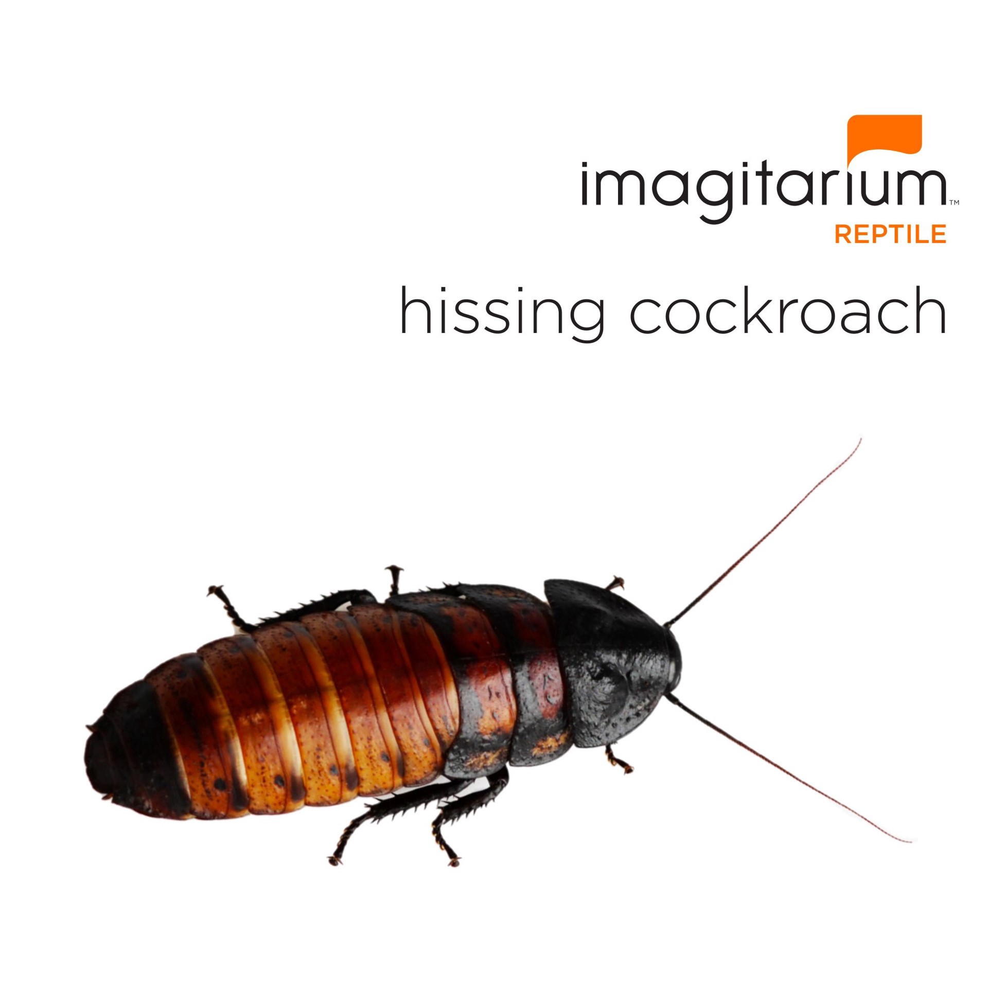 slide 1 of 1, Imagitarium Hissing Cockroach (Gromphadorhina portentosa), Large, Count of 25, 2 ct; LG