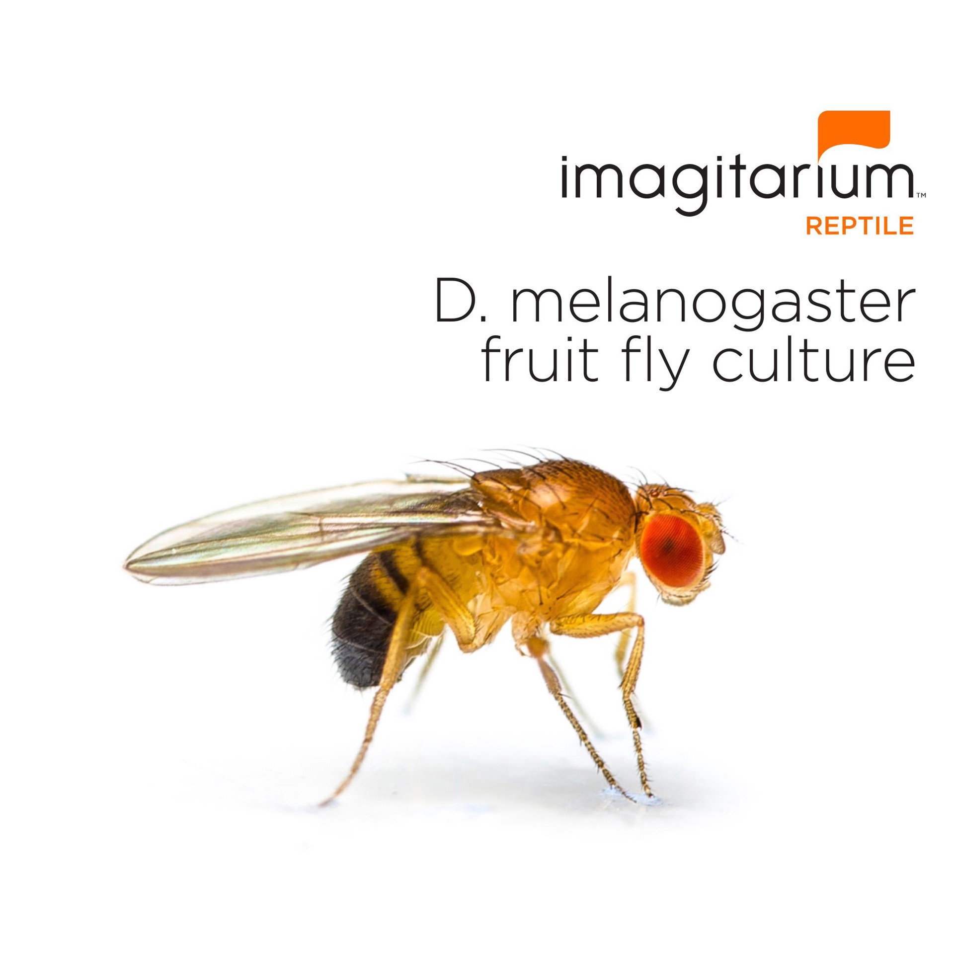 slide 1 of 1, Imagitarium Flightless Fruit Flies - D. melanogaster, Pack of 1, 1 ct