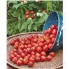 slide 2 of 9, Bonnie Plants Tomato - Husky Cherry Red, 19.3 oz