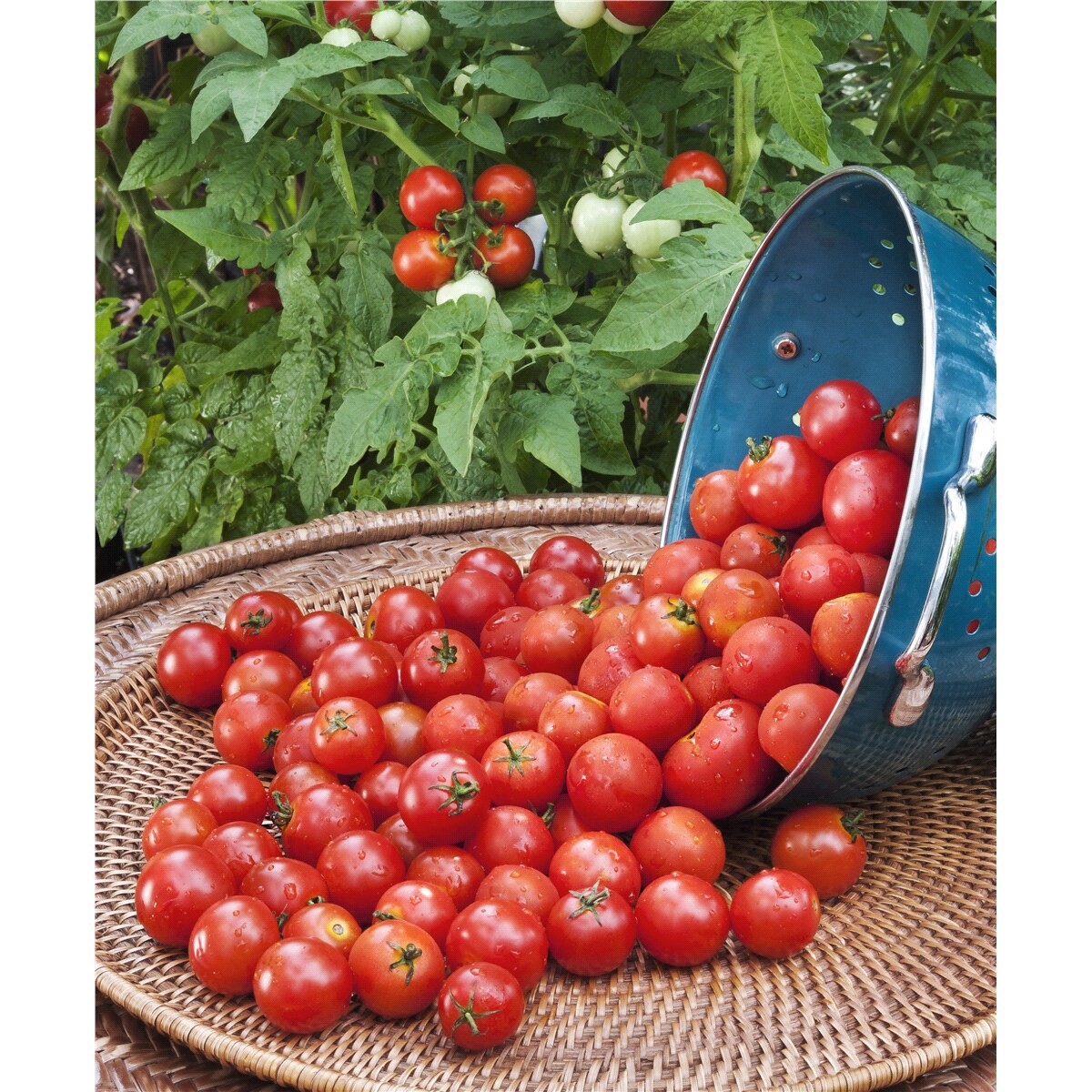 slide 5 of 9, Bonnie Plants Tomato - Husky Cherry Red, 19.3 oz