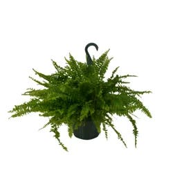 Foliage, Assorted Varieties, 8" Hanging Basket