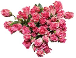 Bloom Haus Garden Delight - Red Spray Roses