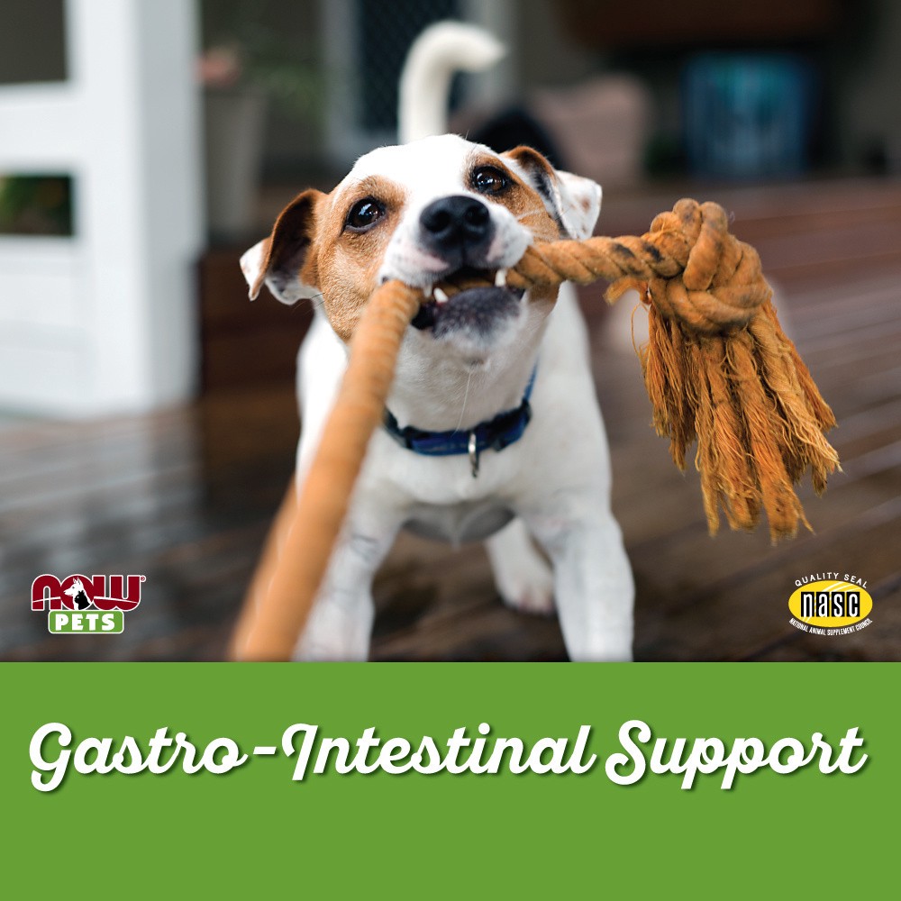 slide 2 of 5, NOW G.I. Support - 90 Chewable Tablets for Dogs & Cats, 90 ct