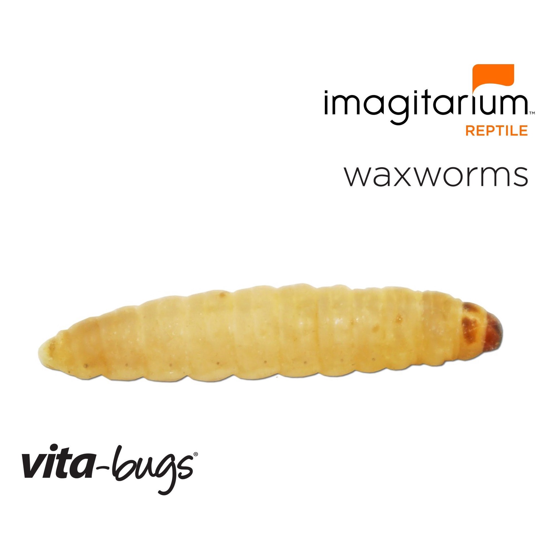 slide 1 of 1, Imagitarium Vita-Bugs Waxworms - 50 Count, 50 ct