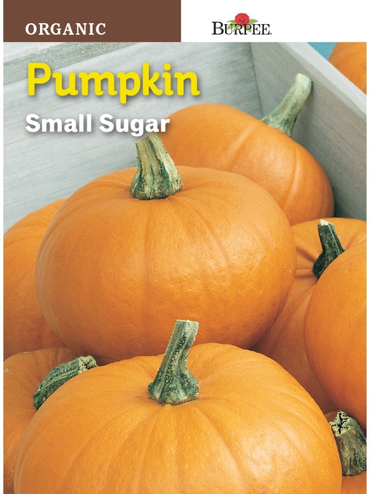 slide 1 of 1, Burpee Small Sugar Organic Pumpkin Seeds - Orange, 1 ct