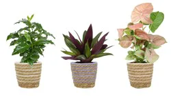 5 in Foliage in Jute