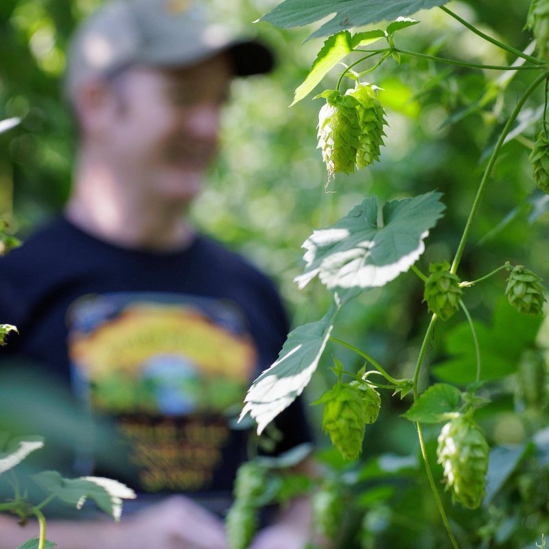 slide 5 of 9, Sierra Nevada Seasonal Beer - 12pk/12 fl oz Cans, 12 ct; 12 fl oz