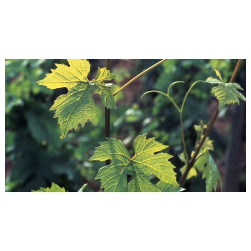 slide 8 of 8, Louis Jadot Beaujolais Villages Red Wine - 750ml Bottle, 750 ml