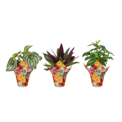 Foliage In Pot Cover