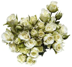 Bloom Haus Garden Delight - White Spray Roses