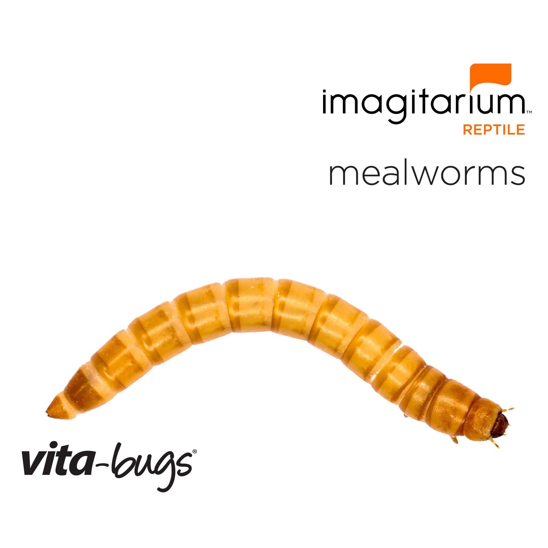 slide 1 of 1, Imagitarium Vita-Bugs Mealworms - Giant, 50 Count, 50 ct; giant