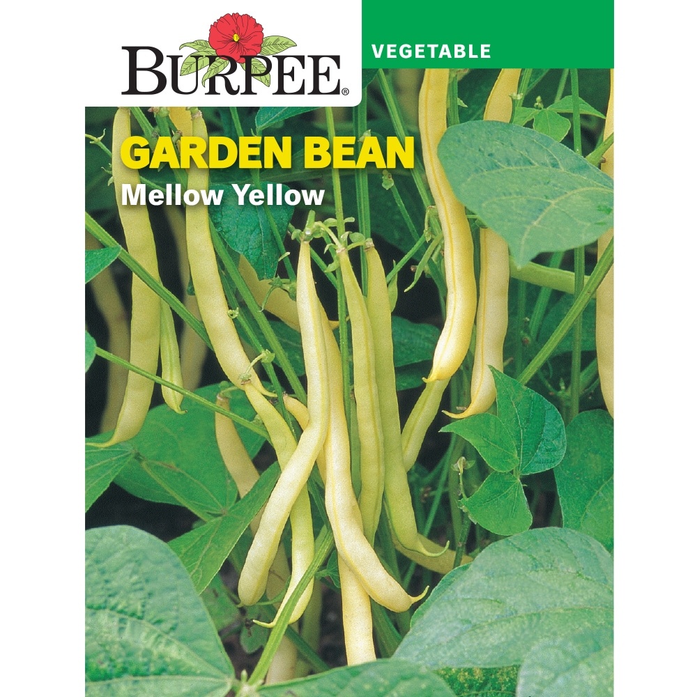 slide 1 of 1, Burpee Mellow Yellow Garden Bean Seeds, 1 ct