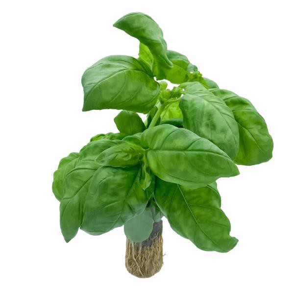 slide 1 of 1, Hydro Basil, 1 ct