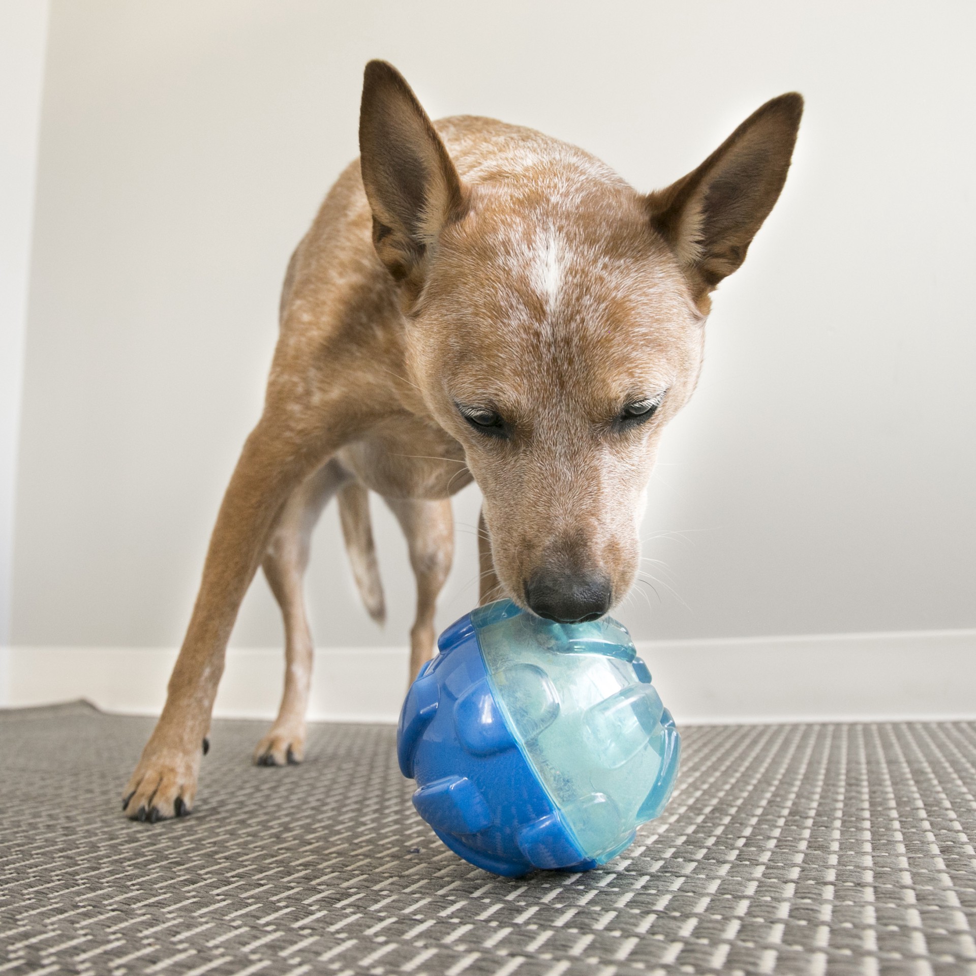 slide 3 of 4, KONG Rewards Ball Dog Toy, X-Small, 1 ct