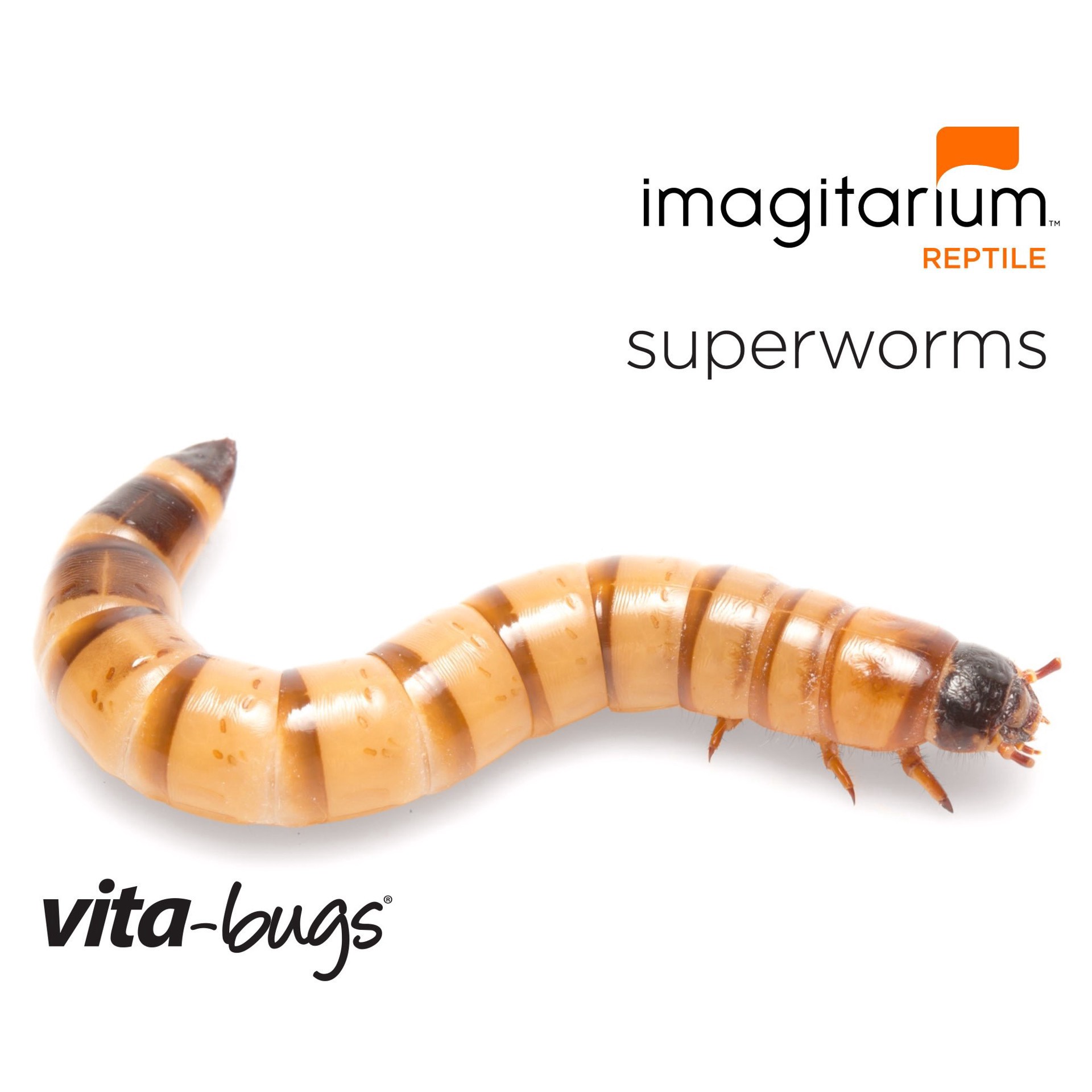 slide 1 of 1, Imagitarium Vita-Bugs Superworms - Large, 50 Count, 50 ct; large