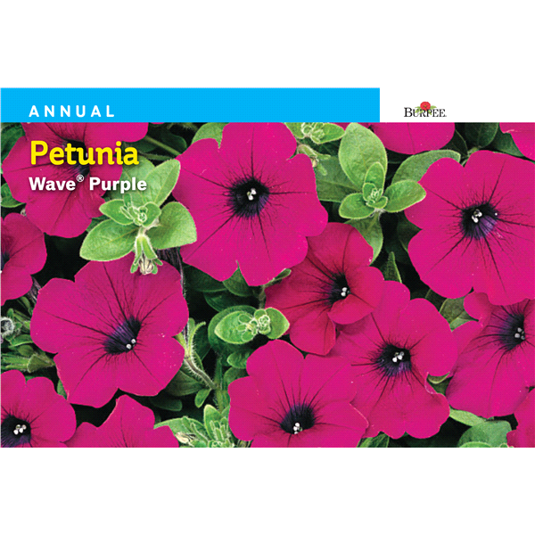 slide 1 of 1, Burpee Petunia Wave Purple Seeds, 1 ct