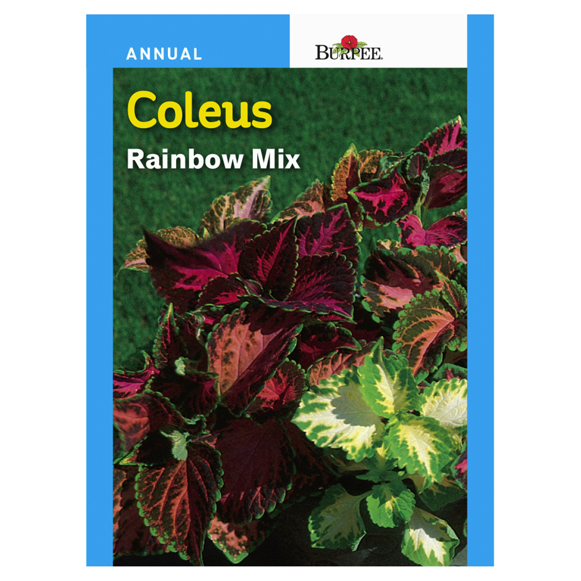 slide 1 of 1, Burpee Coleus Rainbow Mix Seeds, 1 ct