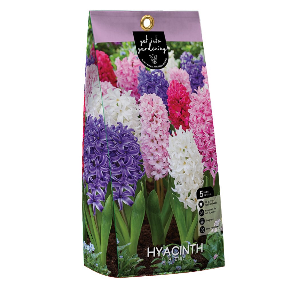 slide 1 of 1, Hyacinth Blend Peg Pack flower bulbs, 10 ct