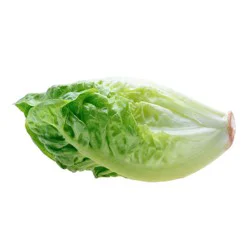 Lettuce Romaine Baby Org
