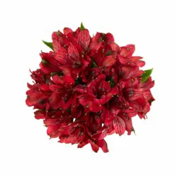 Sunshine Bouquet Alstro