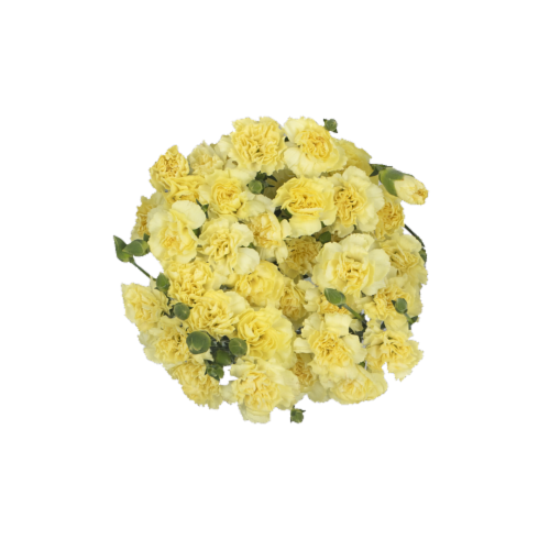 slide 1 of 1, Sunshine Bouquet Mini Carnation, 1 ct