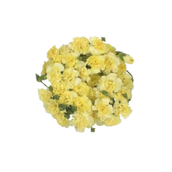 Sunshine Bouquet Mini Carnation