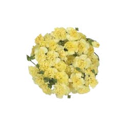 Sunshine Bouquet Mini Carnation