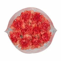 Sunshine Bouquet Carnation