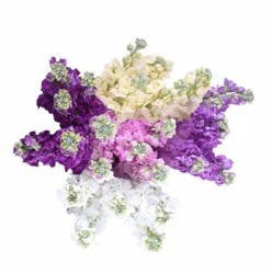Sunshine Bouquet Stock