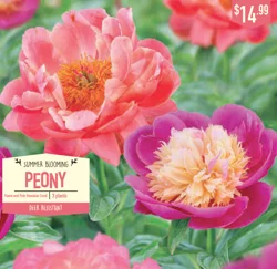 Paeonia Flame and Hawaiian Coral 3 ct